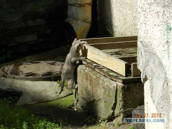Котовторник  14.08.2012.
