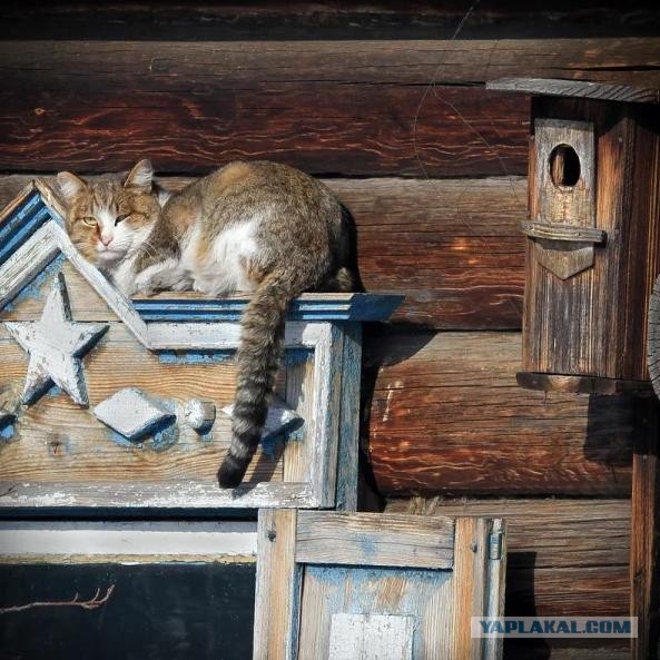 Картинки с котами и про котов