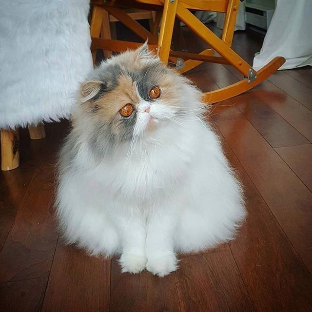Живность из сети