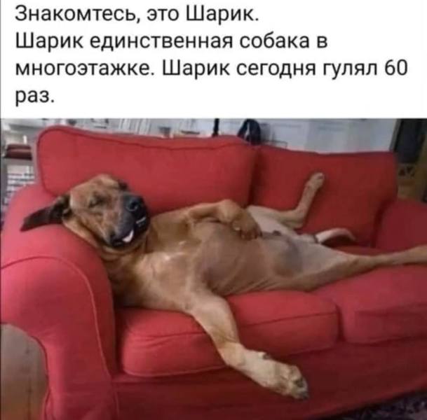 Выгуливавшего собаку москвича забрали в полицию без пса