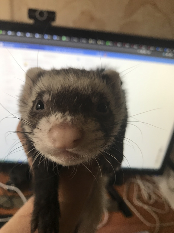 Польский суп с хреном и белыми колбасками