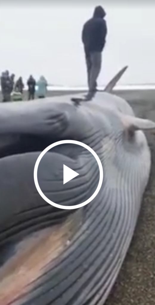На Камчатке на берег выбросило 19-ти метрового кита