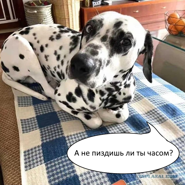 Собаки воспитанные кошками