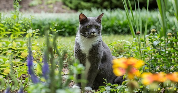 Котовторнику быть
