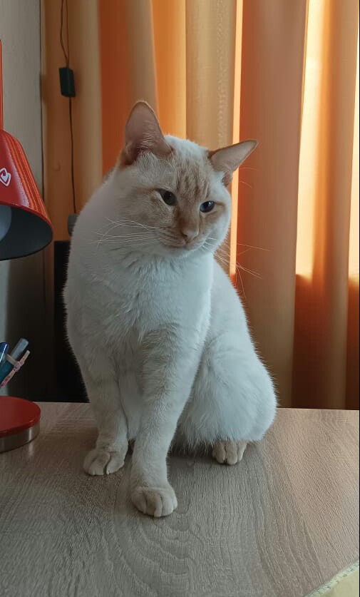 Котовторник 25.01.22