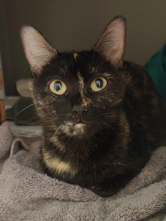 Котовторниковское