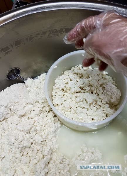 Сыр Маасдам