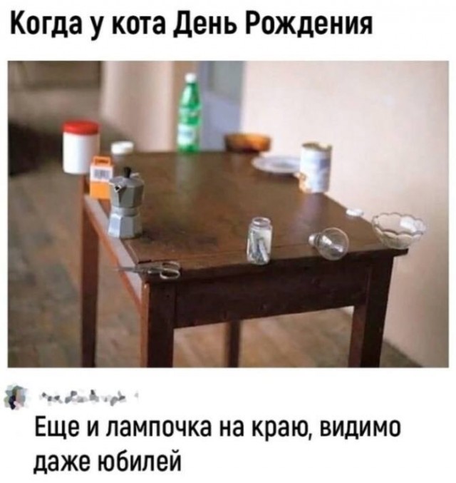 Жизнь домашнего приюта "Котоленд" 429