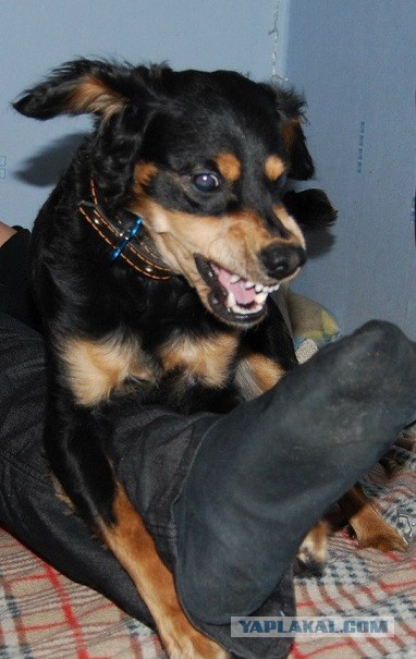 10 самых агрессивных пород собак