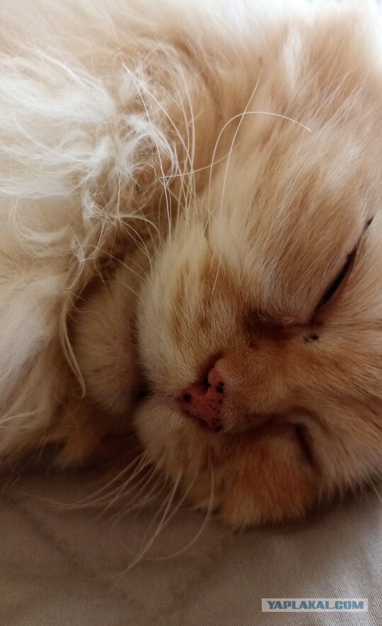 Котовторник