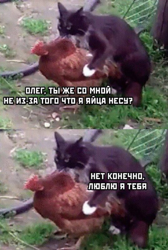 Картинки для деградации 9 (разной степени свежести)