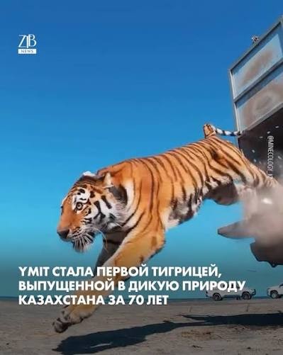 Полезное про медведей для широкой аудитории