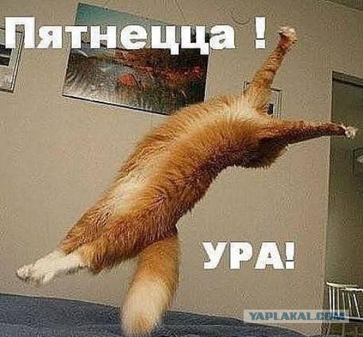 Когда вы плюсуeтe тему в платине