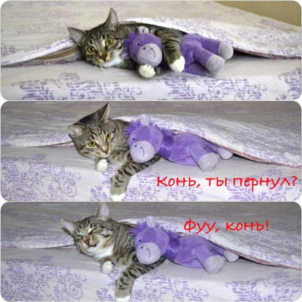 Котовторник 11.11.2014