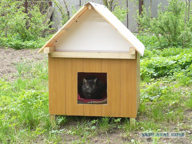 Котовторник 2.12.14
