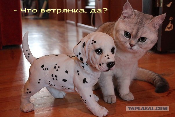 Маленькие совята...