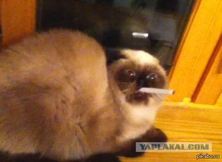 Кошачий Hardcore