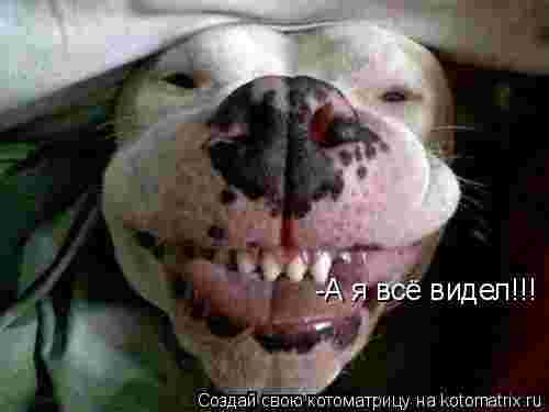 Ну и где хавчик, я спрашиваю?