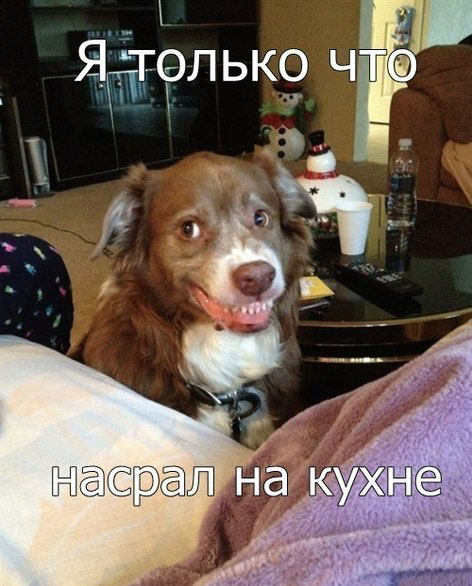 Собакофотоприколы