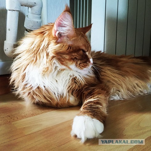 Котовторник 16.06.2015., Котовторник наступил!