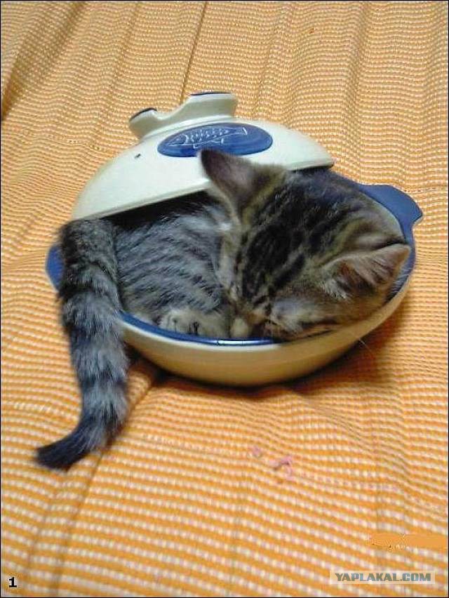 Котовторник однако