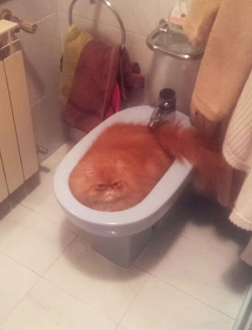 Котовторник