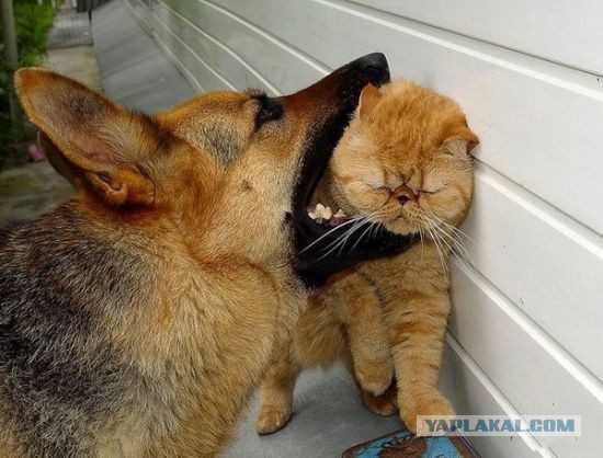Привет кошатникам!