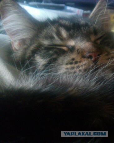 Котовторник  10.11.2015