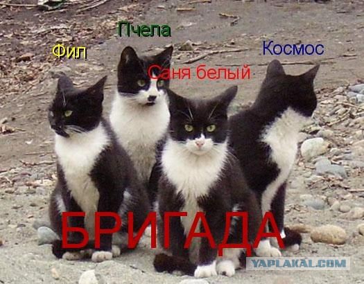 Коты не мы, мы не коты!