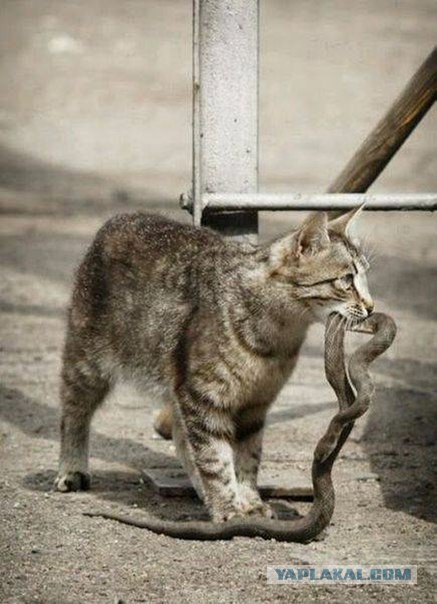 Ужасы и приколы из соцсетей