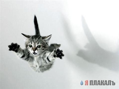 Коты, кошки, котята