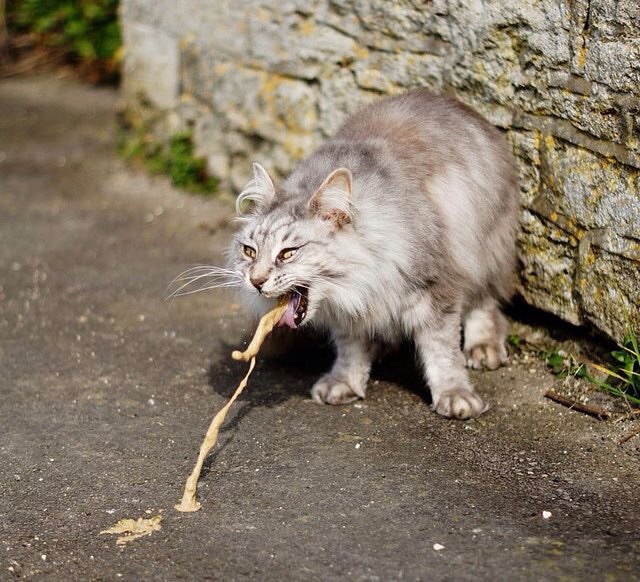 Когда девушка-новичок на ЯПе всё-таки выложила сиськи..
