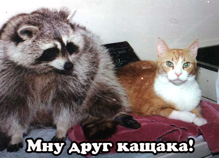Котовторник!