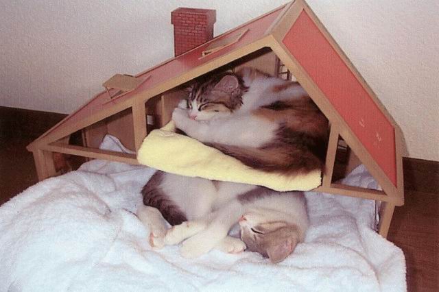 Народный котомет на фторинег