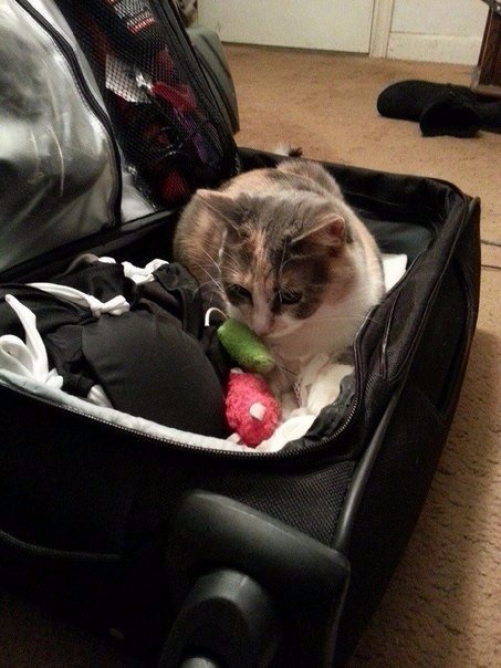 Мохнатые беспредельщики