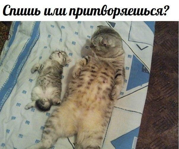 Прикольные животные