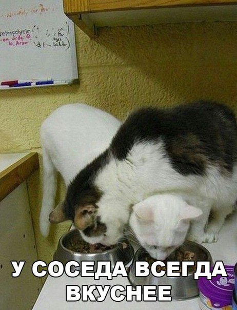 Прикольные животные