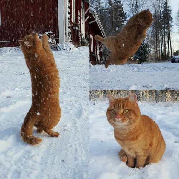 Коты из сети