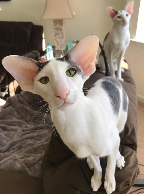 Котовторник 28.03.2017