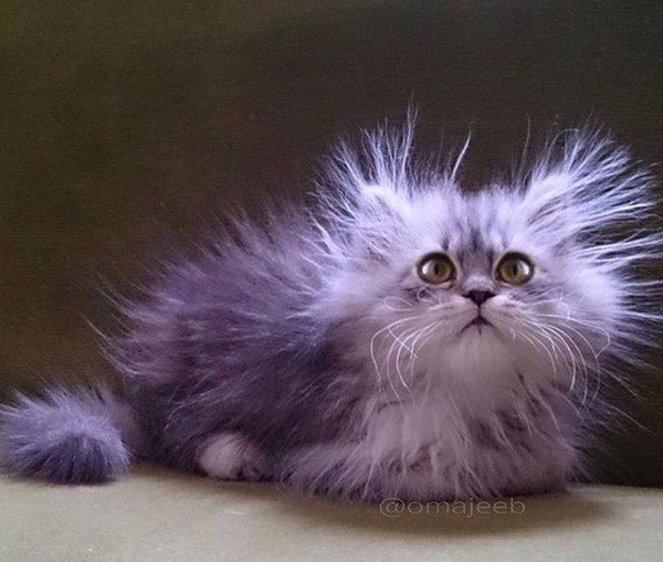 Коты и Кошки