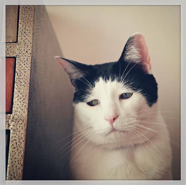 Коты и Кошки