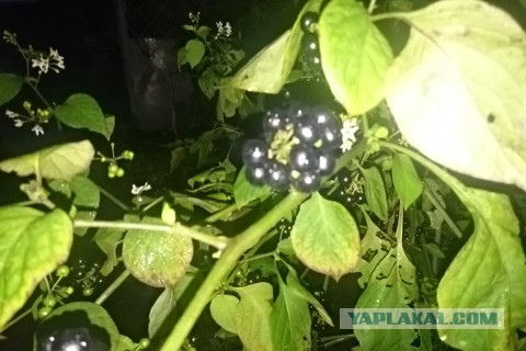А вы знаете как растут эти продукты?