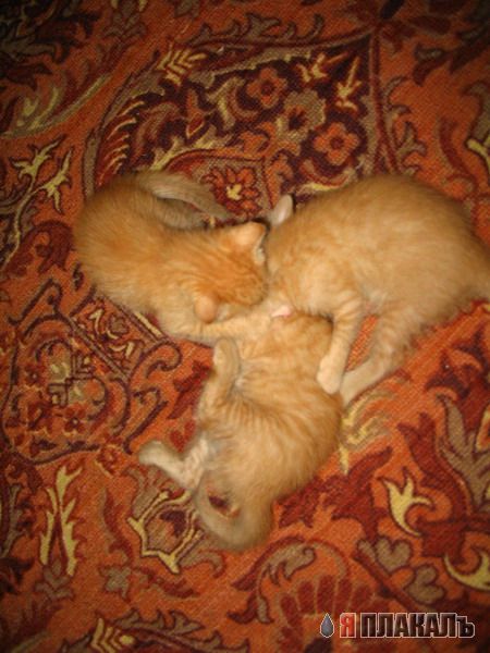 Спящие коты на среду!