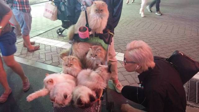 Коты и Кошки