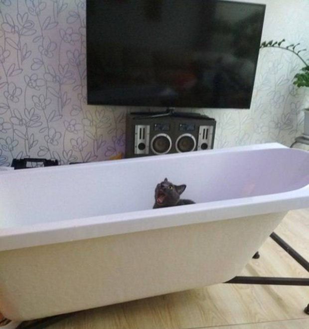 Коты и Кошки
