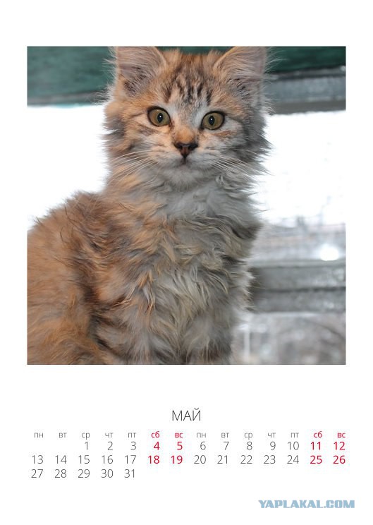 Мой личный "Котоленд" 120