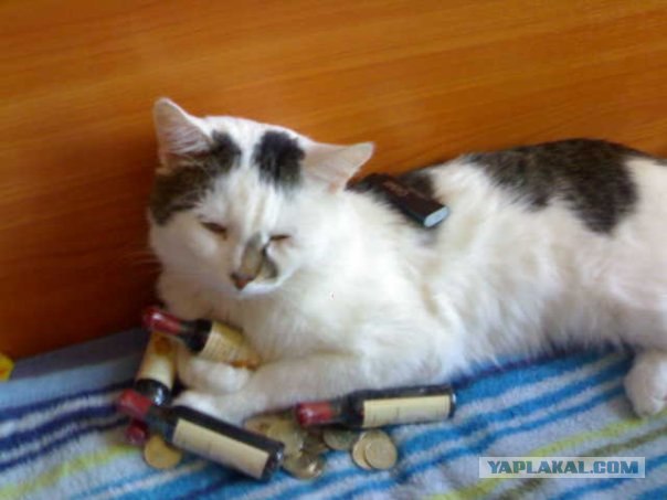 Котовторник на ЯПлакалъ (27.05.08), прикольные коты, добавляем свои!