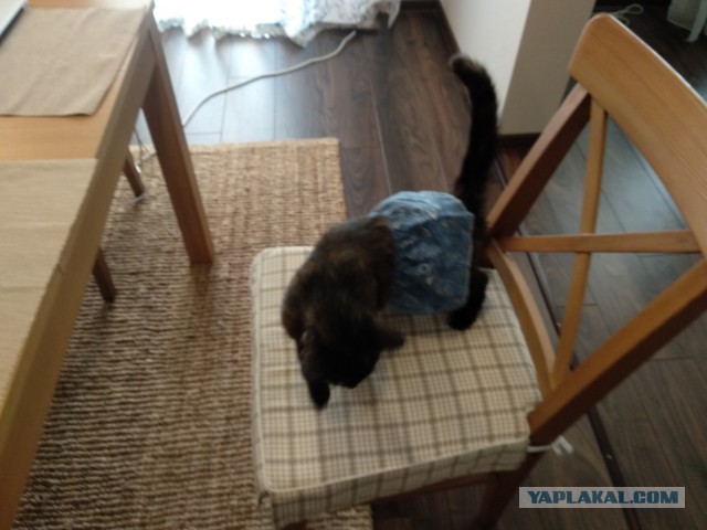 Котовторник 26.06.2018