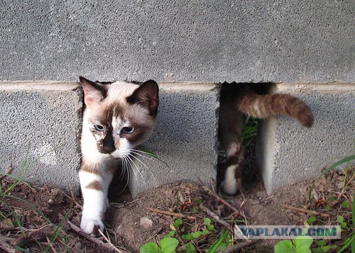 Котовторник на ЯПлакалъ