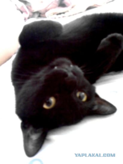 Котовторник на ЯПлакалъ